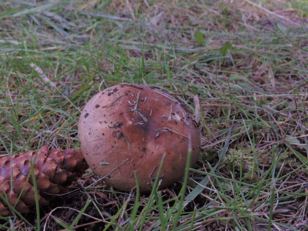 Russula da id.